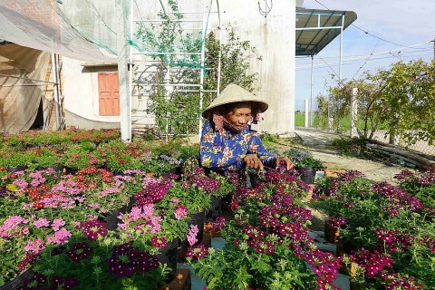 Bình Định Làng nghề trồng hoa Bình Lâm chính thức được công nhận làng nghề