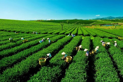 Thái Nguyên: Nhiều hoạt động hỗ trợ phát triển sản phẩm chè