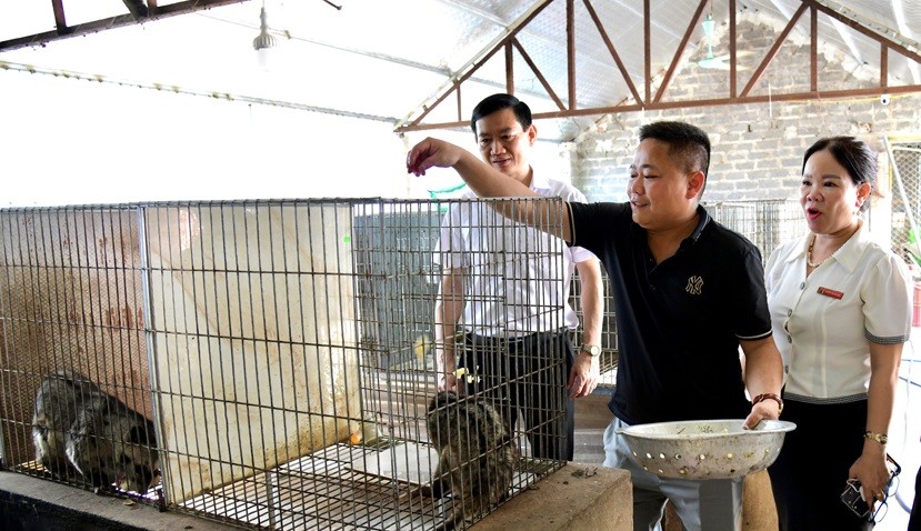 ô hình nuôi cầy hương của gia đình anh Nguyễn Văn Tám ô hình nuôi cầy hương của gia đình anh Nguyễn Văn Tám