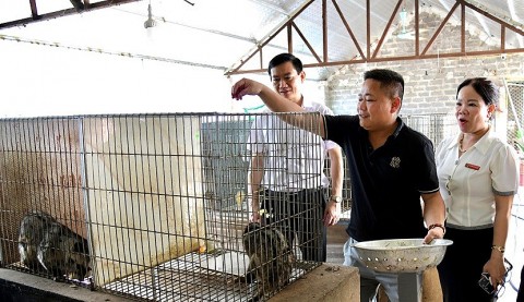 Ninh Bình: Mô hình nuôi cầy hương mang lại hiệu quả kinh tế cao