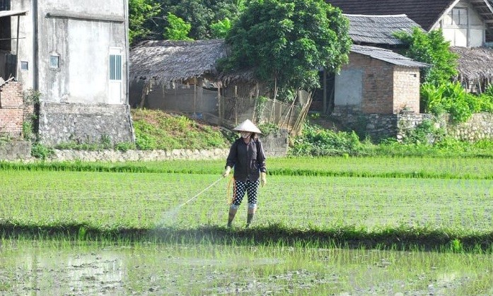 Sớm ngăn chặn sâu bệnh hại cây trồng vụ mùa Sớm ngăn chặn sâu bệnh hại cây trồng vụ mùa