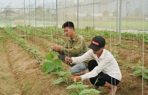 Quảng Ngãi đào tạo nghề nông nghiệp cho lao động nông thôn