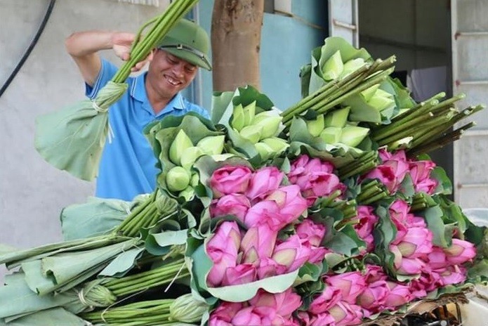 Tinh hoa các sản phẩm quý từ sen Tinh hoa các sản phẩm quý từ sen