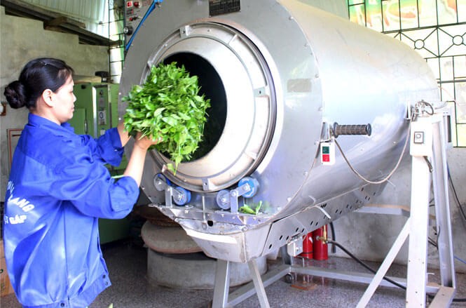 Khuyến công Thái Nguyên: Tạo động lực phát triển thương hiệu chè Khuyến công Thái Nguyên: Tạo động lực phát triển thương hiệu chè