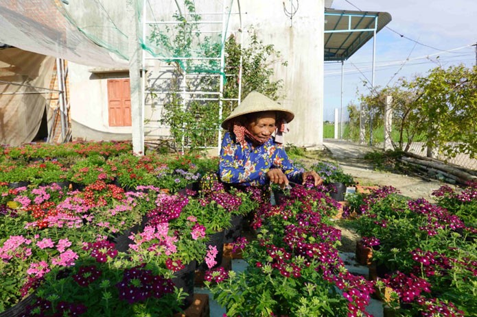 Bình Định: Làng nghề trồng hoa Bình Lâm và hành trình công nhận làng nghề truyền thống Bình Định: Làng nghề trồng hoa Bình Lâm và hành trình công nhận làng nghề truyền thống