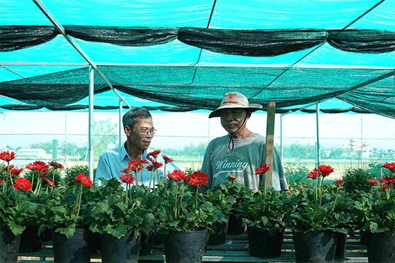 201/689 hộ dân của thôn Bình Lâm làm nghề trồng hoa 201/689 hộ dân của thôn Bình Lâm làm nghề trồng hoa