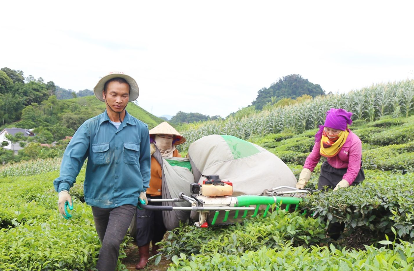Nông dân bản Mến, xã Tô Múa, huyện Vân Hồ, cơ giới hóa trong thu hái chè. Nông dân bản Mến, xã Tô Múa, huyện Vân Hồ, cơ giới hóa trong thu hái chè.
