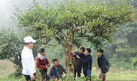 Xây dựng thương hiệu chè Tô Múa thành sản phẩm OCOP