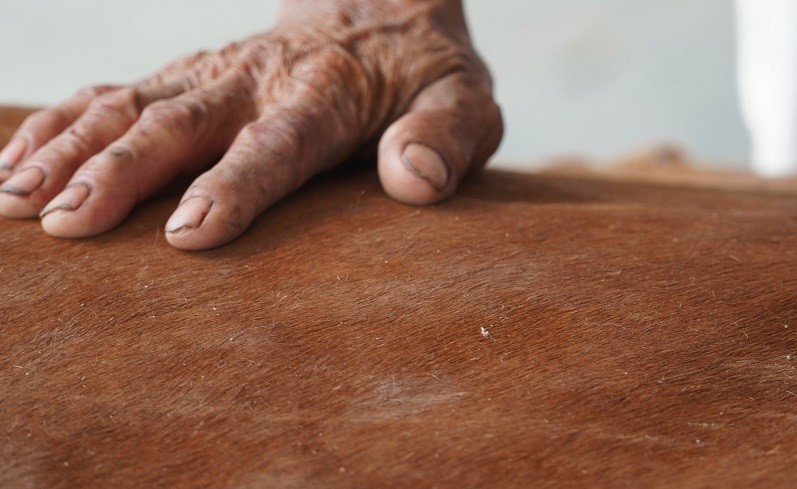 Khi nào da bò khô, đạt được độ dai, gõ tiếng tạo ra âm thanh bộp bộp, lúc ấy mới làm được trống.