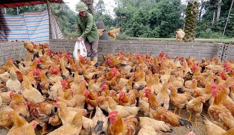 Hà Giang: Xã Đồng Tâm hân hoan, phấn khởi về đích Nông thôn mới