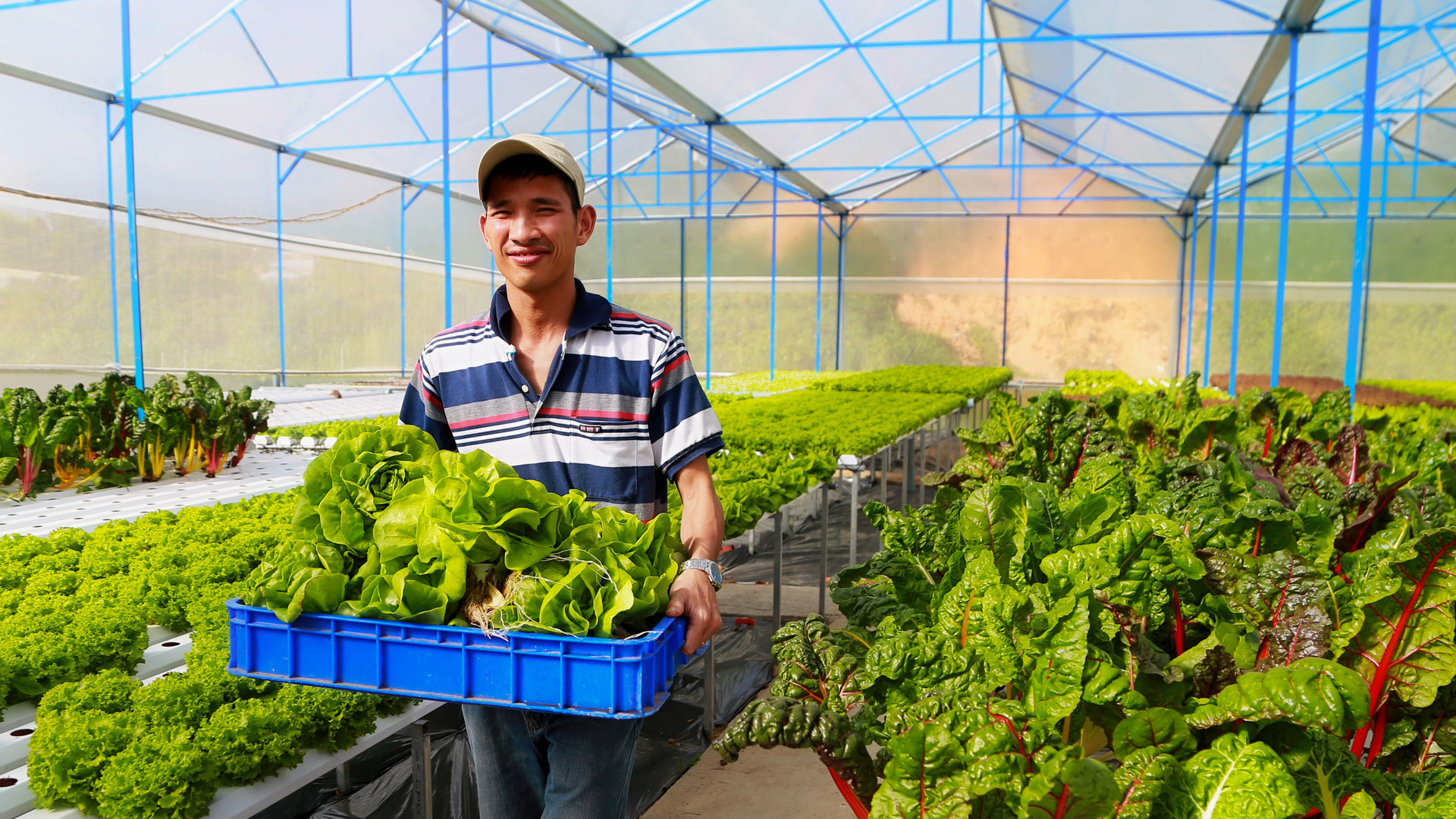 Chuyển đổi số trong hoạt động khuyến nông Người dân Lâm Đồng áp dụng ứng dụng kỹ thuật, chuyển đổi số trong nông nghiệp