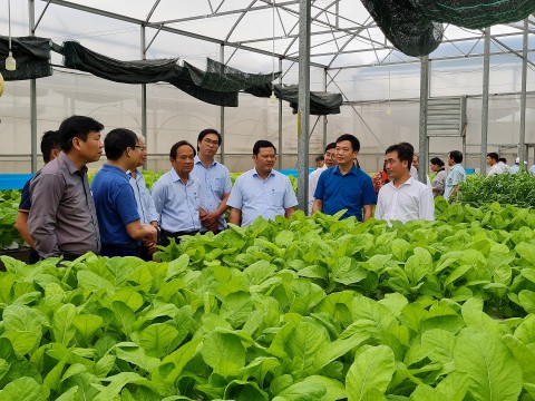 Rau ăn lá An Hòa - sản phẩm OCOP 4 sao