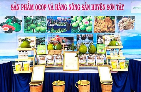 Quảng Ngãi: Phát triển các vùng sản xuất rau an toàn
