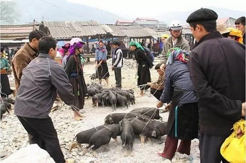 Thịt lợn cắp nách - Lưu luyến hương vị đặc sản Lào Cai