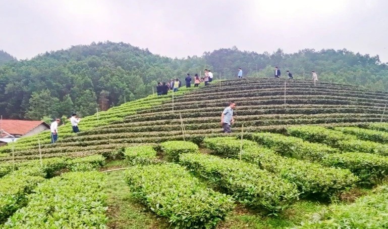 Tỉnh Thái Nguyên phát triển chè là sản phẩm nông nghiệp chủ lực gắn với phát triển du lịch.