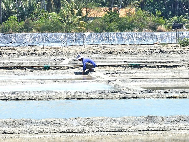 Dưới cái nắng nóng như đổ lửa, các diêm dân ra đồng tát nước, đắp bờ chờ gom những hạt muối trắng tinh
