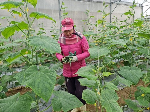 Thanh Hóa: Xây dựng nông thôn mới gắn với phát triển nông nghiệp hữu cơ