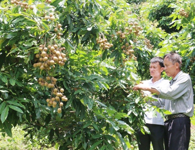 Mô hình trồng nhãn của hội viên Chi hội nông dân bản Mường Nưa, xã Mường Lầm, huyện Sông Mã.