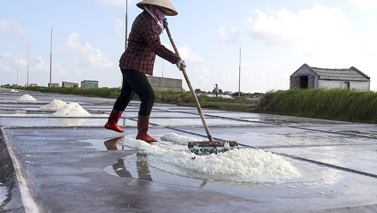 Nam Định: Gỡ khó cho nghề muối Nam Định: Gỡ khó cho nghề muối
