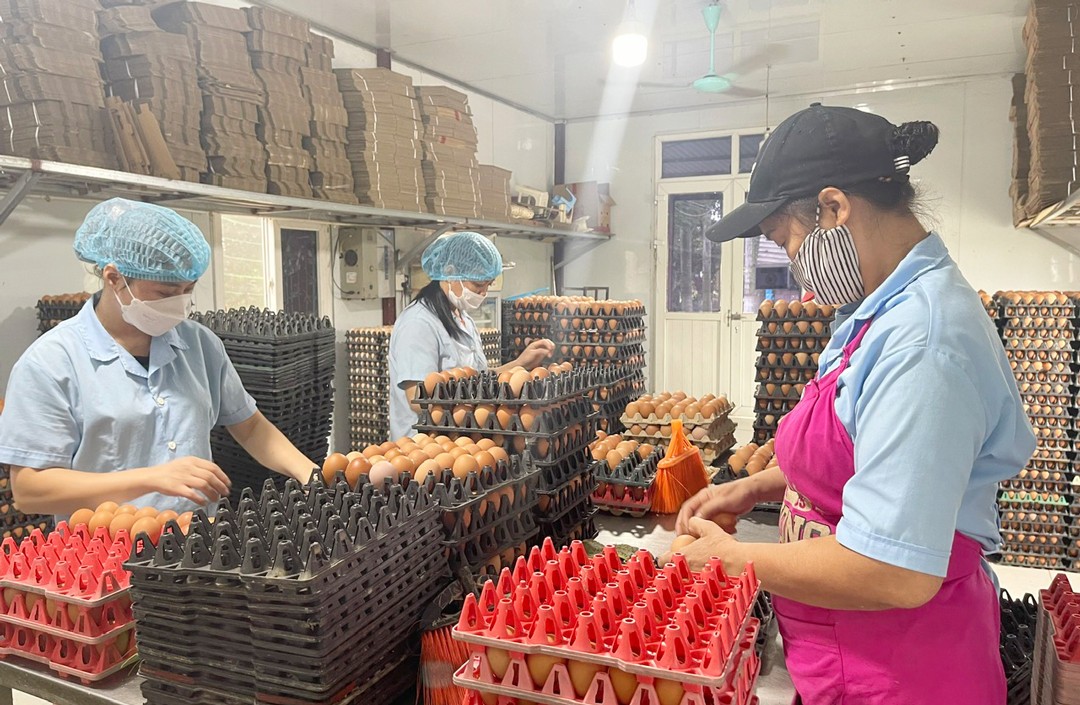 Kiểm tra chất lượng trứng gia cầm tại trang trại chăn nuôi ở xã Đại Yên (huyện Chương Mỹ) Kiểm tra chất lượng trứng gia cầm tại trang trại chăn nuôi ở xã Đại Yên (huyện Chương Mỹ)