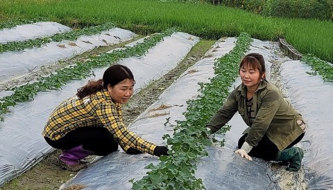 khoi nghiep mo hinh rau an toan cho phu nu o phu tho