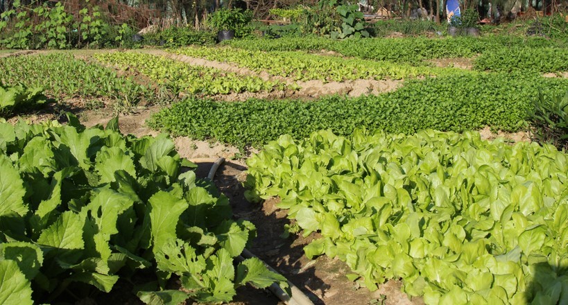 Khởi nghiệp mô hình rau an toàn cho phụ nữ ở Phú Thọ Khởi nghiệp mô hình rau an toàn cho phụ nữ ở Phú Thọ