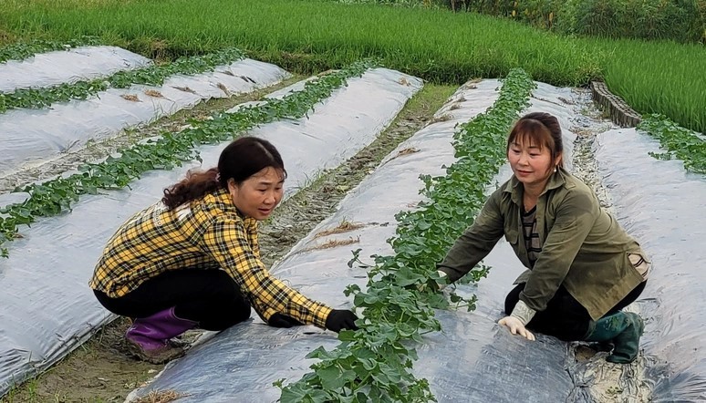 Khởi nghiệp mô hình rau an toàn cho phụ nữ ở Phú Thọ Khởi nghiệp mô hình rau an toàn cho phụ nữ ở Phú Thọ