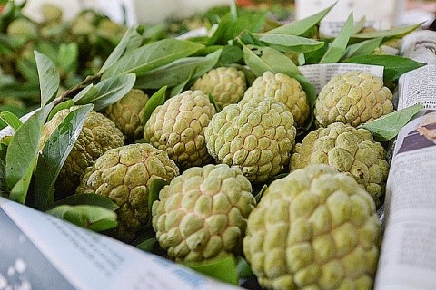 Thưởng thức đặc sản na Chi Lăng đạt tiêu chuẩn OCOP