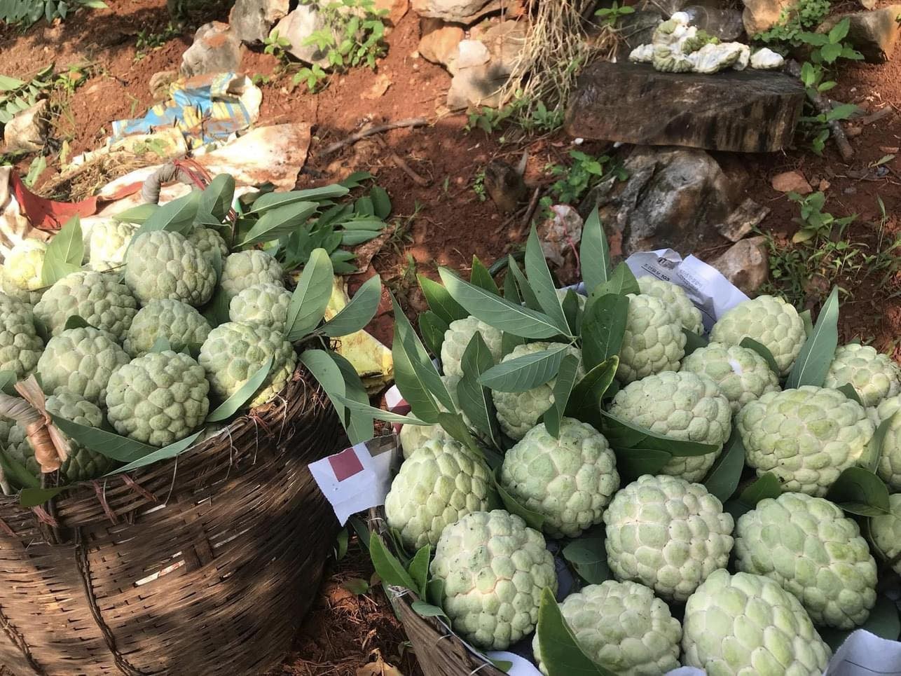 Thưởng thức đặc sản na Chi Lăng đạt tiêu chuẩn OCOP Thưởng thức đặc sản na Chi Lăng đạt tiêu chuẩn OCOP