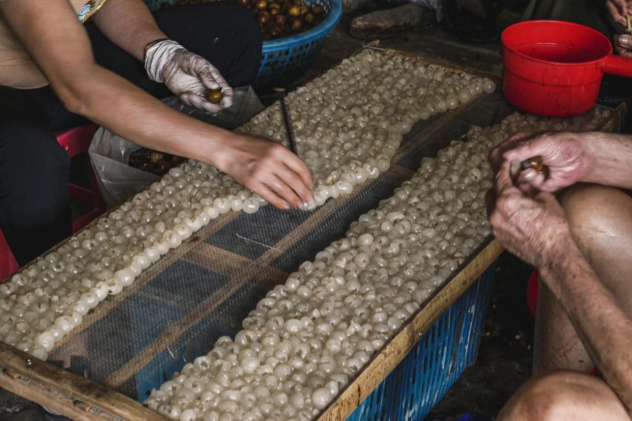 Nghề làm long nhãn mang lại thu nhập cao ở làng nghề Thủ Sỹ