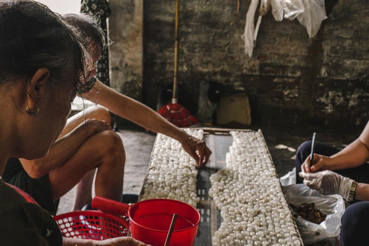 Nghề làm long nhãn mang lại thu nhập cao ở làng nghề Thủ Sỹ