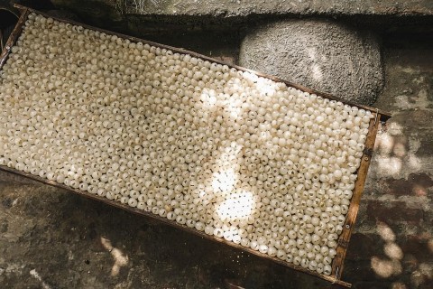 Nghề làm long nhãn mang lại thu nhập cao ở làng nghề Thủ Sỹ