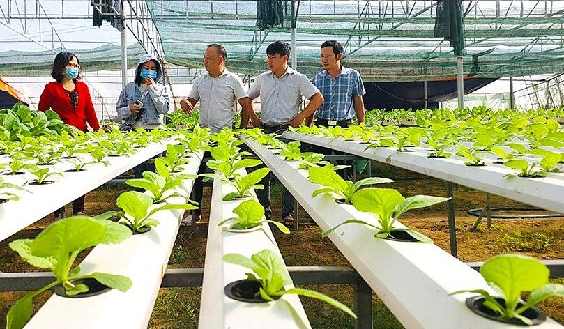 Cán bộ làm công tác nông thôn mới ở cơ sở tham quan mô hình sản xuất tại Hợp tác xã nông nghiệp rau sạch Mầm Việt (Tư Nghĩa). Cán bộ làm công tác nông thôn mới ở cơ sở tham quan mô hình sản xuất tại Hợp tác xã nông nghiệp rau sạch Mầm Việt (Tư Nghĩa).