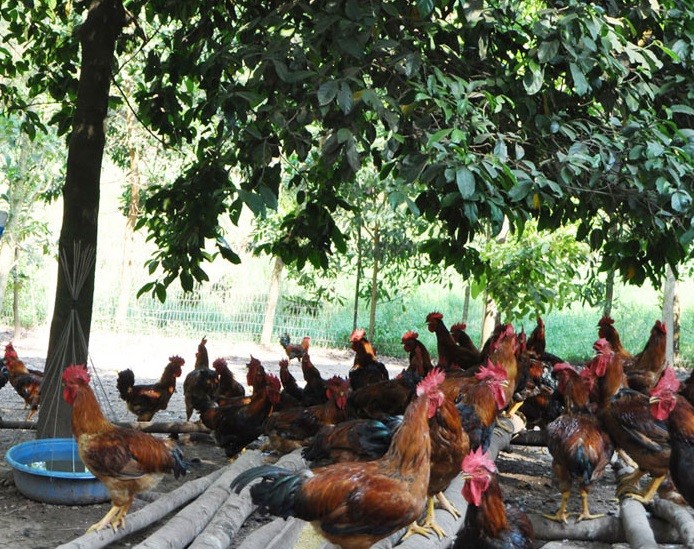 Thái Nguyên: Huyện Phú Bình có thêm 8 sản phẩm đạt OCOP 3 sao Thái Nguyên: Huyện Phú Bình có thêm 8 sản phẩm đạt OCOP 3 sao