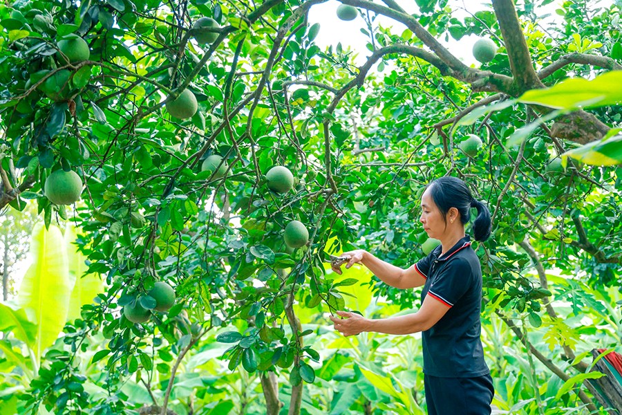 Do được chăm sóc kỹ lưỡng, vườn bưởi gần 20 năm của gia đình ông Đào Văn Hải luôn sai trĩu quả, đạt năng suất cao mỗi vụ. Ảnh: Trà Hương Do được chăm sóc kỹ lưỡng, vườn bưởi gần 20 năm của gia đình ông Đào Văn Hải luôn sai trĩu quả, đạt năng suất cao mỗi vụ. Ảnh: Trà Hương