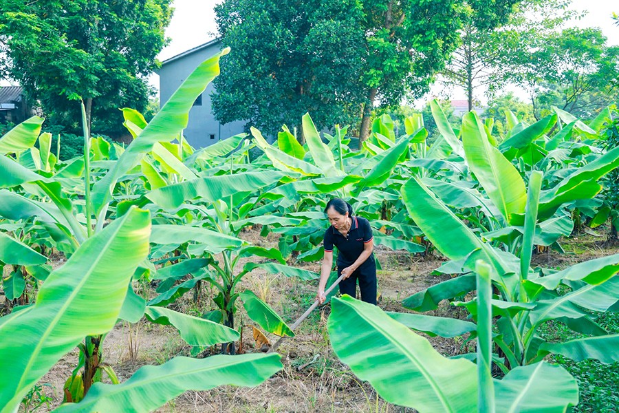 Vườn chuối sinh trưởng, phát triển tốt, dự kiến cho thu hoạch tốt vào cuối năm. Ảnh: Trà Hương Vườn chuối sinh trưởng, phát triển tốt, dự kiến cho thu hoạch tốt vào cuối năm. Ảnh: Trà Hương