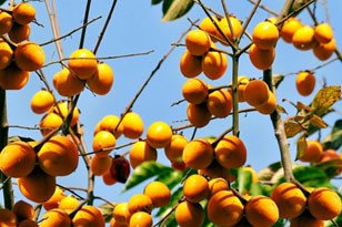 Hồng không hạt Quản Bạ Đặc sản cao nguyên đá Hà Giang Hồng không hạt Quản Bạ Đặc sản cao nguyên đá Hà Giang