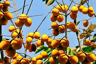 Hồng không hạt Quản Bạ Đặc sản cao nguyên đá Hà Giang