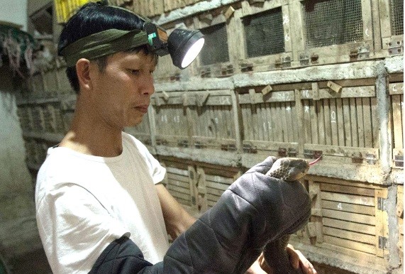 Nuôi rắn là mô hình đòi hỏi vốn đầu tư lớn và yêu cầu cao về kỹ thuật. Nuôi rắn là mô hình đòi hỏi vốn đầu tư lớn và yêu cầu cao về kỹ thuật.