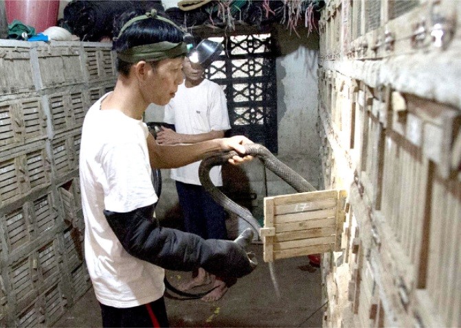 Vai trò của Hiệp hội Làng nghề Việt Nam với Làng nghề rắn Vĩnh Sơn Vai trò của Hiệp hội Làng nghề Việt Nam với Làng nghề rắn Vĩnh Sơn