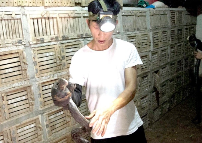 Nhiều loài rắn nguy cơ tuyệt chủng được bảo tồn và nhân giống thành công tại các trại nuôi rắn ở Vĩnh Phúc. Nhiều loài rắn nguy cơ tuyệt chủng được bảo tồn và nhân giống thành công tại các trại nuôi rắn ở Vĩnh Phúc.