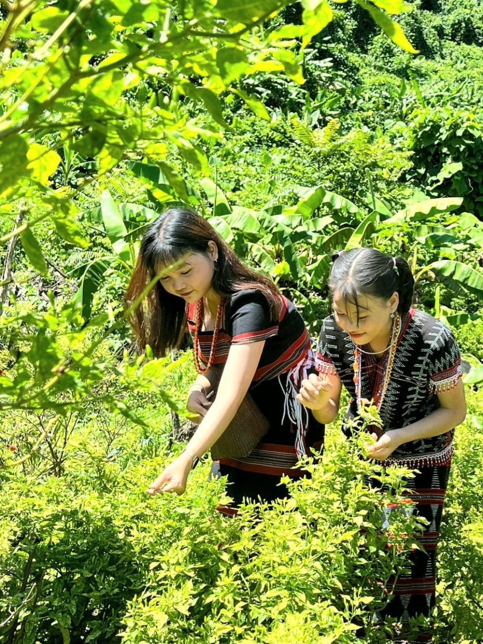 Độc đáo Lễ hội Ớt A Riêu ở Cổng Trời Đông Giang