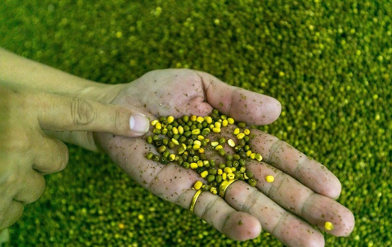 Đại điện thương hiệu bánh đậu xanh Rồng Vàng Hoàng Gia cho biết, tuy không thể đánh giá thấp bất kể công đoạn nào song việc chọn nguyên liệu đầu vào rất quan trọng, quyết định đến chất lượng cũng như màu sắc và hương vị của sản phẩm Đại điện thương hiệu bánh đậu xanh Rồng Vàng Hoàng Gia cho biết, tuy không thể đánh giá thấp bất kể công đoạn nào song việc chọn nguyên liệu đầu vào rất quan trọng, quyết định đến chất lượng cũng như màu sắc và hương vị của sản phẩm