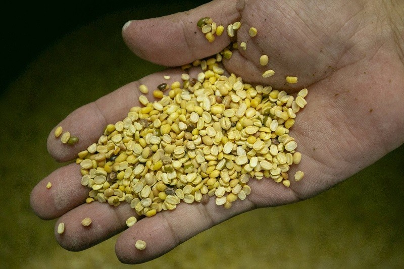Hạt đỗ nguyên liệu có đường kính lớn (khoảng 4 mm) được làm sạch, luộc chín cho đến khi đạt độ giãn nở nhất định, sau đó đem rang trên chảo ở nhiệt độ trên 1.000 độ C Hạt đỗ nguyên liệu có đường kính lớn (khoảng 4 mm) được làm sạch, luộc chín cho đến khi đạt độ giãn nở nhất định, sau đó đem rang trên chảo ở nhiệt độ trên 1.000 độ C