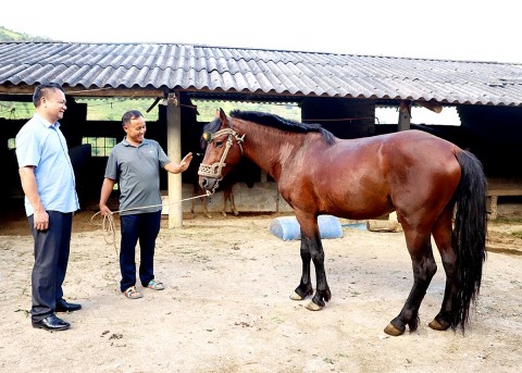 Hà Giang: Làm giàu từ mô hình chăn nuôi ngựa