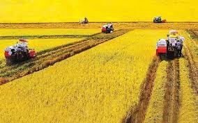 Nông dân Bạc Liêu trúng mùa vụ lúa hè thu