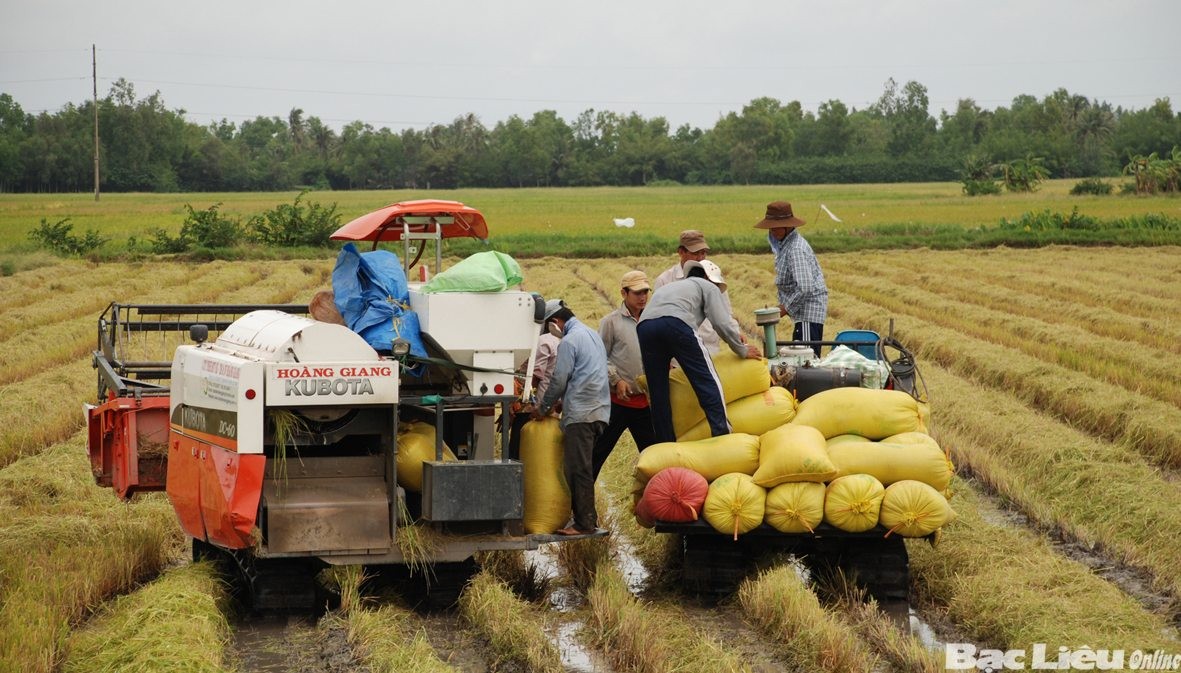 Nông dân Bạc Liêu trúng mùa vụ lúa hè thu