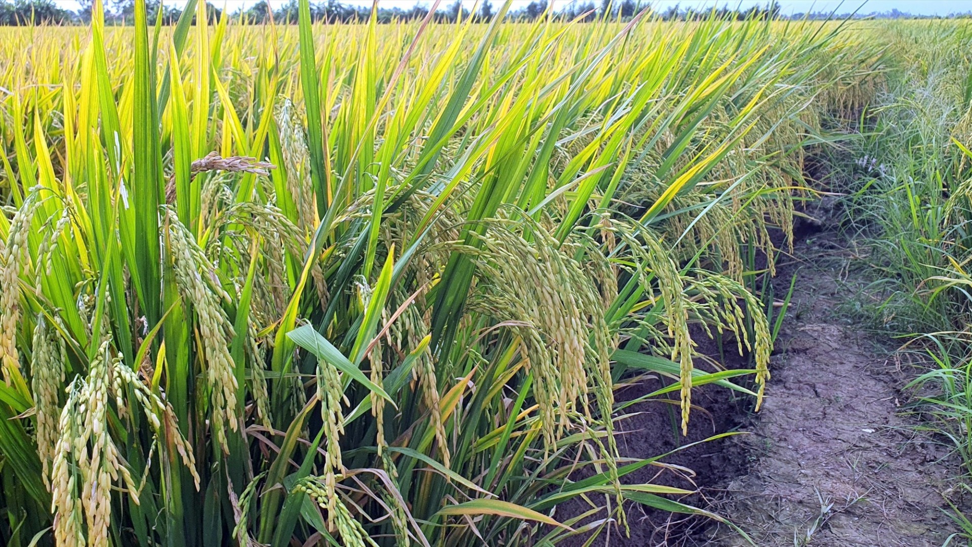 Nông dân Bạc Liêu trúng mùa vụ lúa hè thu