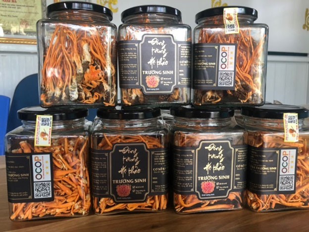 Làm giàu từ nuôi nấm đông trùng hạ thảo