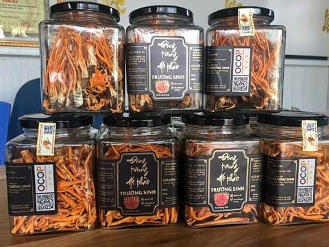 lam giau tu nuoi nam dong trung ha thao